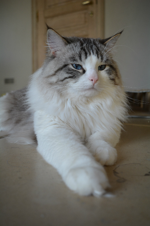 Sweet Inspiration Sylvester